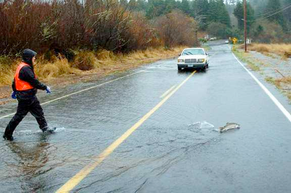 oregon fish on road